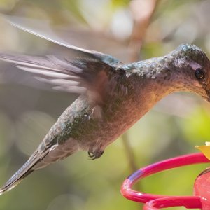 B20RivolisHummingbirdFemale7635.jpg