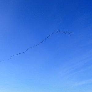 IMG_1826.jpeg