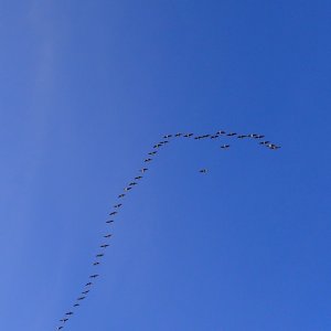 IMG_1827.jpeg