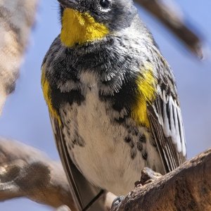 A01YellowRumpedWarblerAudubonsMale8948.jpg
