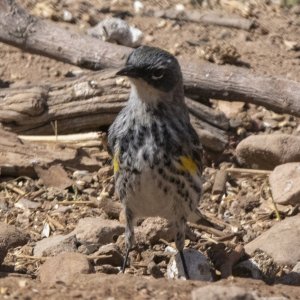 A02YellowRumpedWarblerMyrtlesFemale9207.jpg