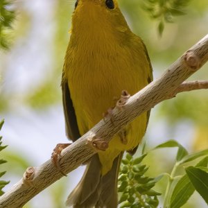 A03YellowWarblerMale7818.jpg