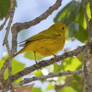 A04YellowWarblerMale9585.jpg