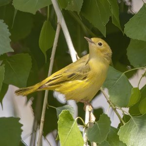 A05YellowWarblerFemale9584.jpg