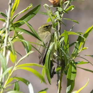 A06OrangeCrownedWarbler8560.jpg