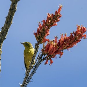 A07OrangeCrownedWarblerFemaleOnOcotillo6692.jpg
