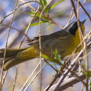A08CommonYellowthroat7231.jpg