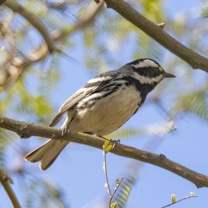 A09BlackthroatedGrayWarbler6412.jpg