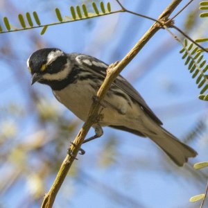 A10BlackthroatedGrayWarbler6414.jpg