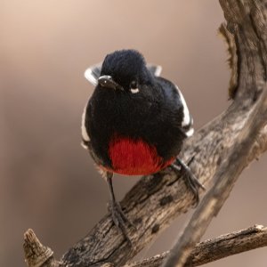 A15PaintedRedstart8470.jpg