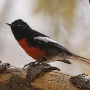 A16PaintedRedstart8489.jpg
