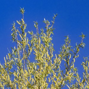 A11WillowCatkins7984.jpg