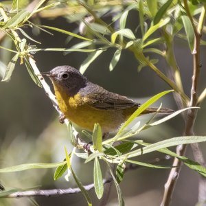 A13NashvilleWarbler8576.jpg