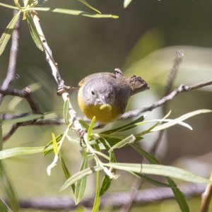A14NashvilleWarblerWCaterpillar8574.jpg