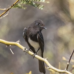 B01BlackPhoebe6937.jpg
