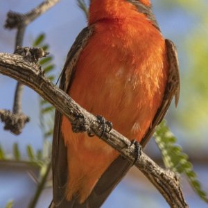 B02VermillionFlycatcherMale9348.jpg