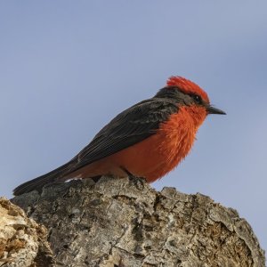 B03VermillionFlycatcherMale6365.jpg