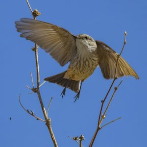 B04VermillionFlycatcherFemale7275.jpg