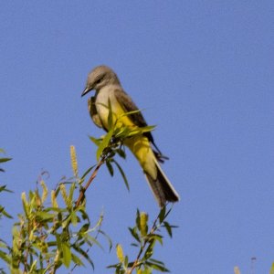 B07WesternKingbird7184.jpg