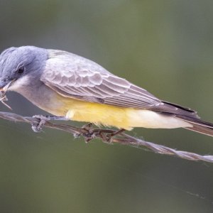 B06bCassinsKingbird7734.jpg