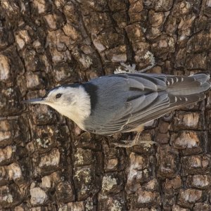 C08WhiteBreastedNuthatchOnAlligatorJuniper7488.jpg