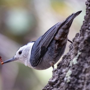 C09WhiteBreastedNuthatchWInsect8456.jpg