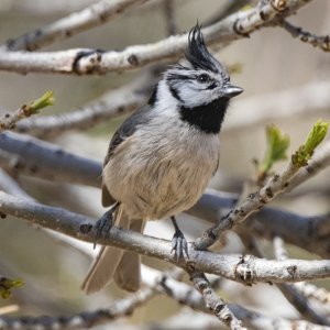 C10BridledTitmouse7566.jpg