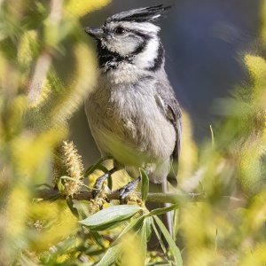 C11BridledTitmouse7995.jpg