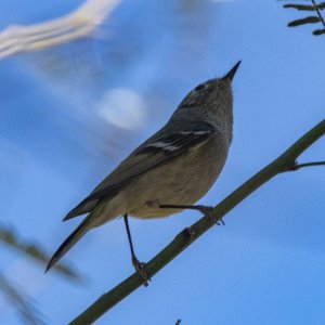 G19RubyCrownedKinglet6980.jpg