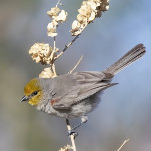 E15Verdin6137.jpg