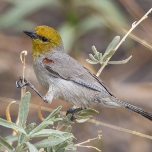 E17Verdin7863.jpg