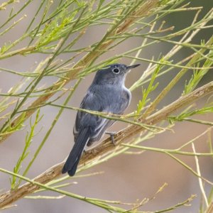 F18BlueGrayGnatcatcher6624.jpg