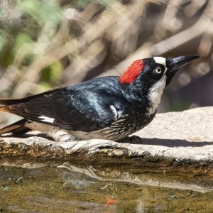 A01AcornWoodpecker7530.jpg