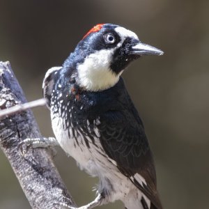 A02AcornWoodpecker7577.jpg