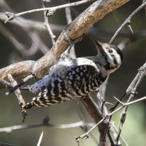 A04LadderBackedWoodpeckerFemale7450.jpg