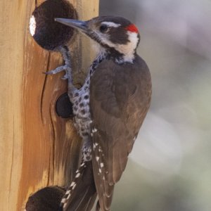 A05ArizonaWoodpeckerMale7607.jpg