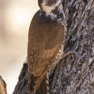 A06ArizonaWoodpeckerFemale7554.jpg