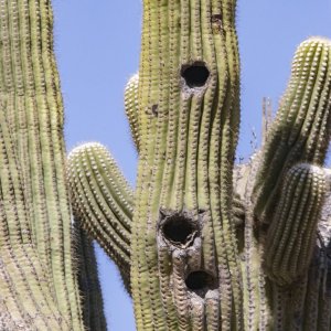 A09SaguaroNestHoles6824.jpg