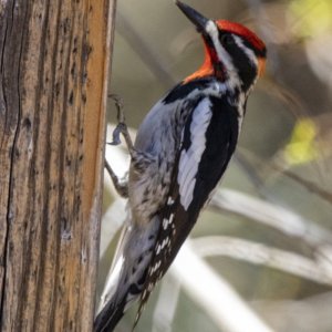 A11RedNapedSapsucker7505.jpg