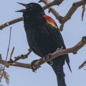 A01RedWingedBlackbirdMaleSinging9553.jpg