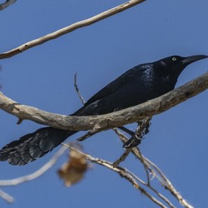 A02GreatTailedGrackle9533.jpg