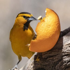 A03BullocksOrioleMale8778.jpg