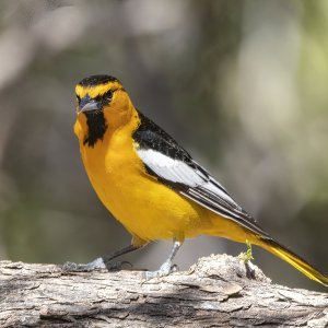 A04BullocksOrioleMale8790.jpg