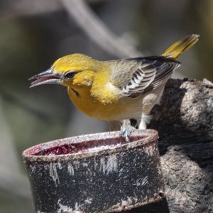 A05HoodedOrioleMale8712.jpg