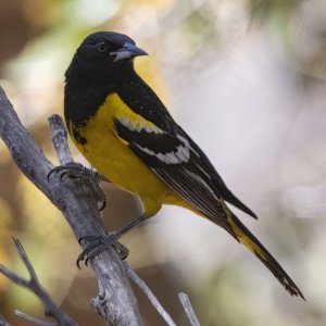 A06ScottsOrioleMale8846.jpg