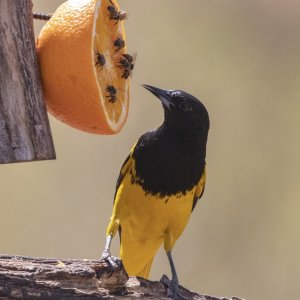 A07ScottsOrioleMale9055.jpg