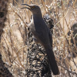 B11CurvedbilledThrasherSinging6869.jpg