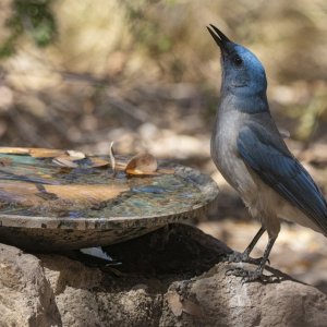 C12MexicanJay8918.jpg