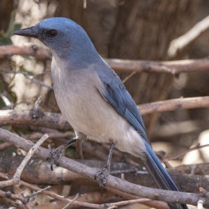 C13MexicanJay9071.jpg