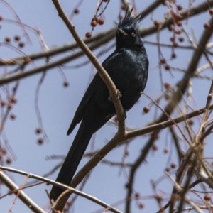 D15Phainopepla7746.jpg